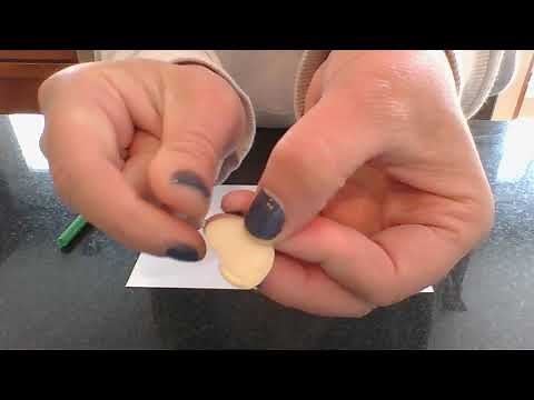 Dissecting a Lima Bean