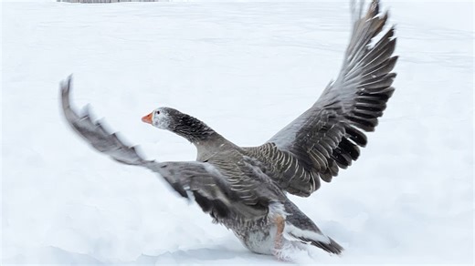The biological reasons why domestic ducks and geese choose not to fly away