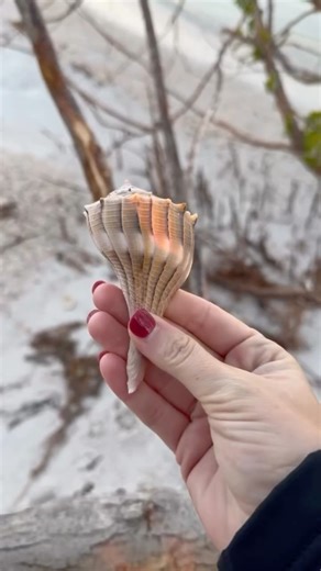 Let’s go shelling! #seashell #beach #stpete