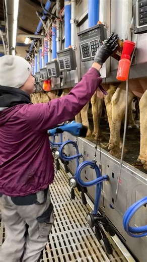 🐄✨ From Udder Wash to Milking – How Farm Girls Use Milking Machines a Smart Way