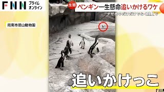 Video of Penguins Chasing Butterfly Goes Viral