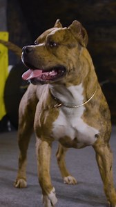 70K views · 1.6K reactions | King Kong's legacy lives on 﫡 #reels #raiden #dogdynasty #kong #dogtraining #ddk9s #dogtraining | Dog Dynasty | Facebook