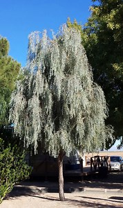 Acacia pendula - Alchetron, The Free Social Encyclopedia