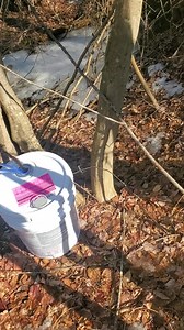 Mild and sunny, tapping an Elm tree