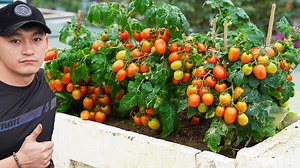 112K views · 1.4K reactions | I Tried Growing Tomatoes In Foam Containers This Way And The Results Were Surprising | Great DIY Idea | Facebook