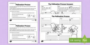 Pollination In Plants Worksheet