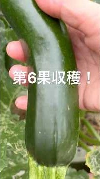 【ズッキーニ】収穫と受粉 #家庭菜園 #プランター栽培