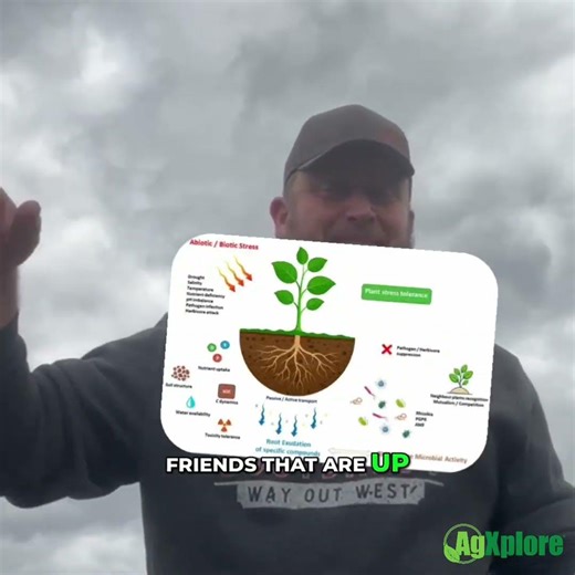Do Crops Release More During Drought? What Cotton Research Shows About Root Exudates