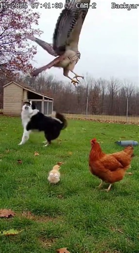 Hero Dog Saves Chick From Hawk Attack