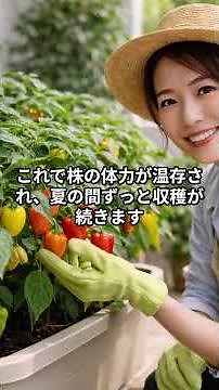 スーパーとは別物 フルーツ級の甘さ 完熟パプリカをプランターで育てる極意 #ベランダ菜園