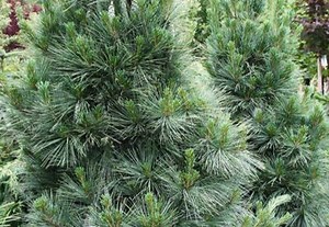 VanderWolf Pine - Ideal for Northern Arizona Yards Dig into the...