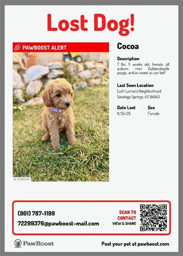 WE NEED A CHRISTMAS MIRACLE! | Lost and Found Pets | KSL Classifieds