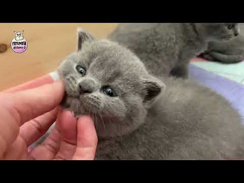 Blue and Lilac British Shorthair Kittens Learning To Walk 🤗 Cute Cat Videos MEOW!
