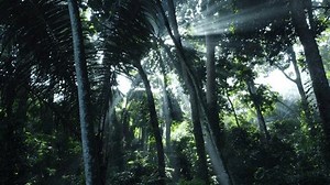 Forest Trees Background Walk Through Dense Stock Footage Video (100% Royalty-free) 3762610355 | Shutterstock