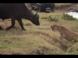 Brutal fight ! - buffalo kill lion will shock you !!!