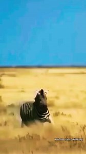 Lion's Attack On Zebra. #shorts #zebra | Eating Sounds