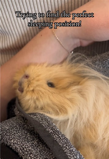 Adorable Guinea Pigs Struggling with Focus