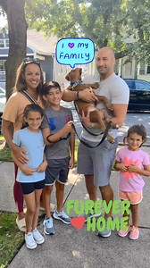 12K views · 487 reactions | Andy just got his forever best friends! He will grow up with his forever family! Everyone is in love! Happy life buddy! | Adopt a Boxer Rescue | Facebook