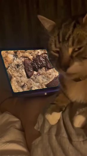 cookie #memes #meme #cookies #chocolatechipcookies #fyp