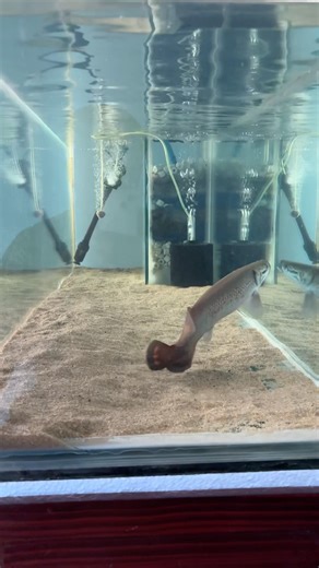 GIANT Arapaima Feeding Time! #shorts