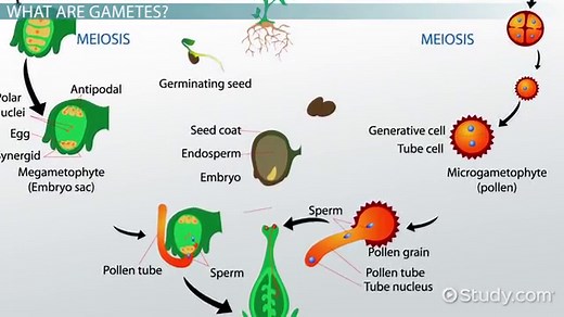 Male Gamete in Plants | Overview & Formation