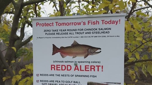 2025 brought highest salmon numbers in years to California's Yuba River