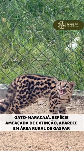 Fauna de Blumenau on Instagram: "🐾 Gato-maracajá (Leopardus wiedii) 🐆🌿 Esse felino apareceu em Gaspar e, felizmente, conseguiu voltar para a natureza 🙏💚 O maracajá precisa de áreas contínuas de mata e ambiente conectado para sobreviver, caçar e se deslocar com segurança 🌳🛤️ Quando a vegetação fica fragmentada, aumentam os riscos como atropelamentos e conflitos em áreas urbanizadas 🚧⚠️ 📍 Gaspar 📸 @giseleoliveira.23 Agradecimento ao @alessandherpiva pela contribuição na identificação da