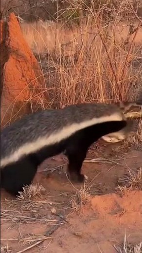 Honey Badger Attacks Python Head-On — No Fear, No Hesitation