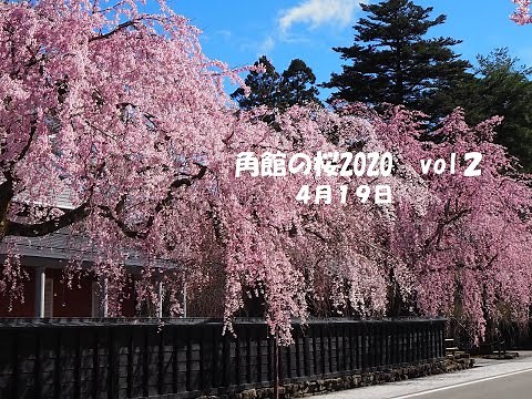 2020 0419角館の桜
