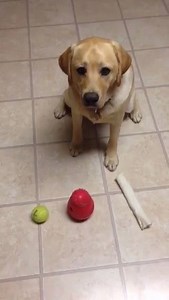 3K views · 183 reactions | When I was teaching 11-month Cody to know the difference between a bone, a kong, and his toys | Cody The Labrador | Facebook