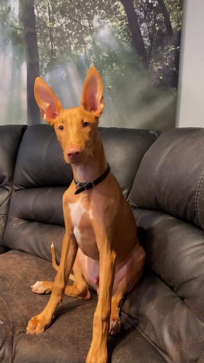 Dobby the house elf vibes 🥺