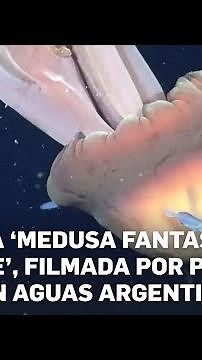 Medusa del tamaño de un autobús escolar es captada frente a las costas de Argentina