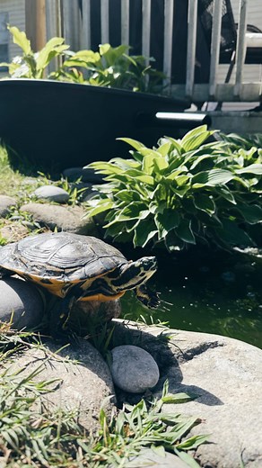 6.1K reactions · 473 shares | Another day fighting our green pond. We...