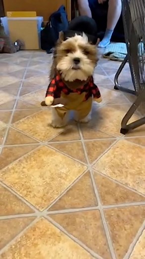 These pet costumes are back and they're spookier than ever! 🐕🎃 #Halloween #HalloweenCostumes #PetCostumes | The Pet Collective