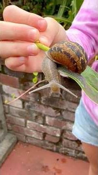 My favorite creature encounters compilation #animalcompilation #natureisawesome #naturefacts