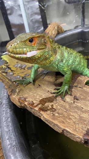 Caiman Lizard Enclosure Upgrade! Exotic Pets Feeding Time