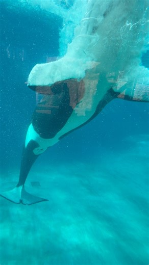 Her reentry looks so aesthetic 😍 | EchoBeluga Photography