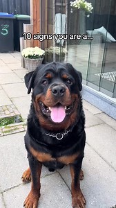 10 signs you are a Rottweiler🖤🤎#rottweiler #dogsoftiktok #fyp #rottweiler #dog #rottweilerpuppy #fyp #reels | Keo Horse