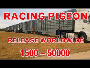 Top 18 Incredible Racing Pigeon Releases Worldwide | 1,500 - 50,000