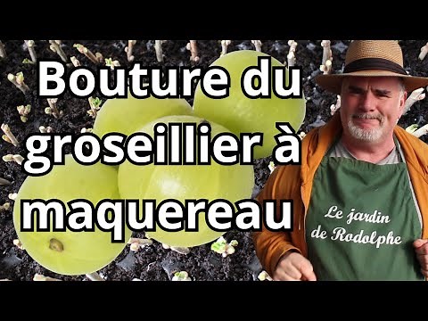 Comment multiplier facilement vos Groseilliers à Maquereau par bouturage ?