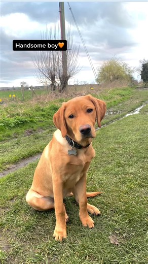 #redfoxlab #labrador #dogsoftiktok