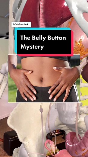 The Belly Button: Umbilical Leftovers #anatomy #momsoftiktok #dadsoftiktok #pregnancy