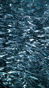 100K views · 170 reactions | I’m constantly mesmerised by the ocean...