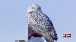 Seasons and wildlife across KELOLAND