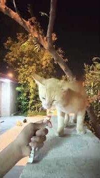 cinnamon eats 🔥 | @PurrfectPawsofficial-u2k