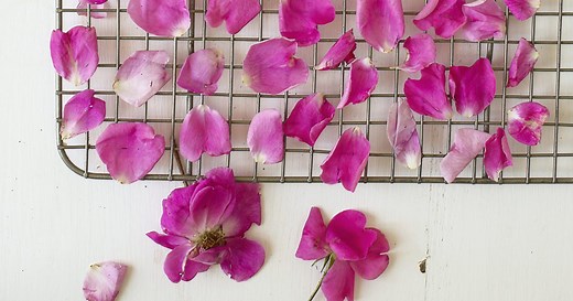 Comment faire sécher des pétales de fleurs ?