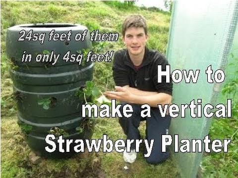 How to Build a Vertical Strawberry Tower - 24 Plants in 4sq Feet!
