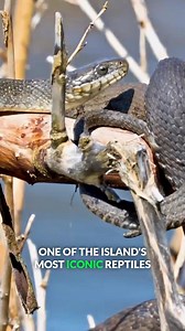 40K views · 380 reactions | Lake Erie is home to different sorts of animal life, including snakes, frogs, muskrats... But does it also host a MONSTER? | Coyote Peterson | Facebook