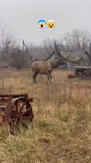 1M views · 2.9K reactions | Mutated elk's See near Chernobyl 勞 #MutationGoneWrong #ViralVideo | Bio Realm | Facebook