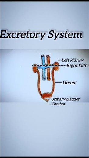 How to draw Kidney/ Excretory System